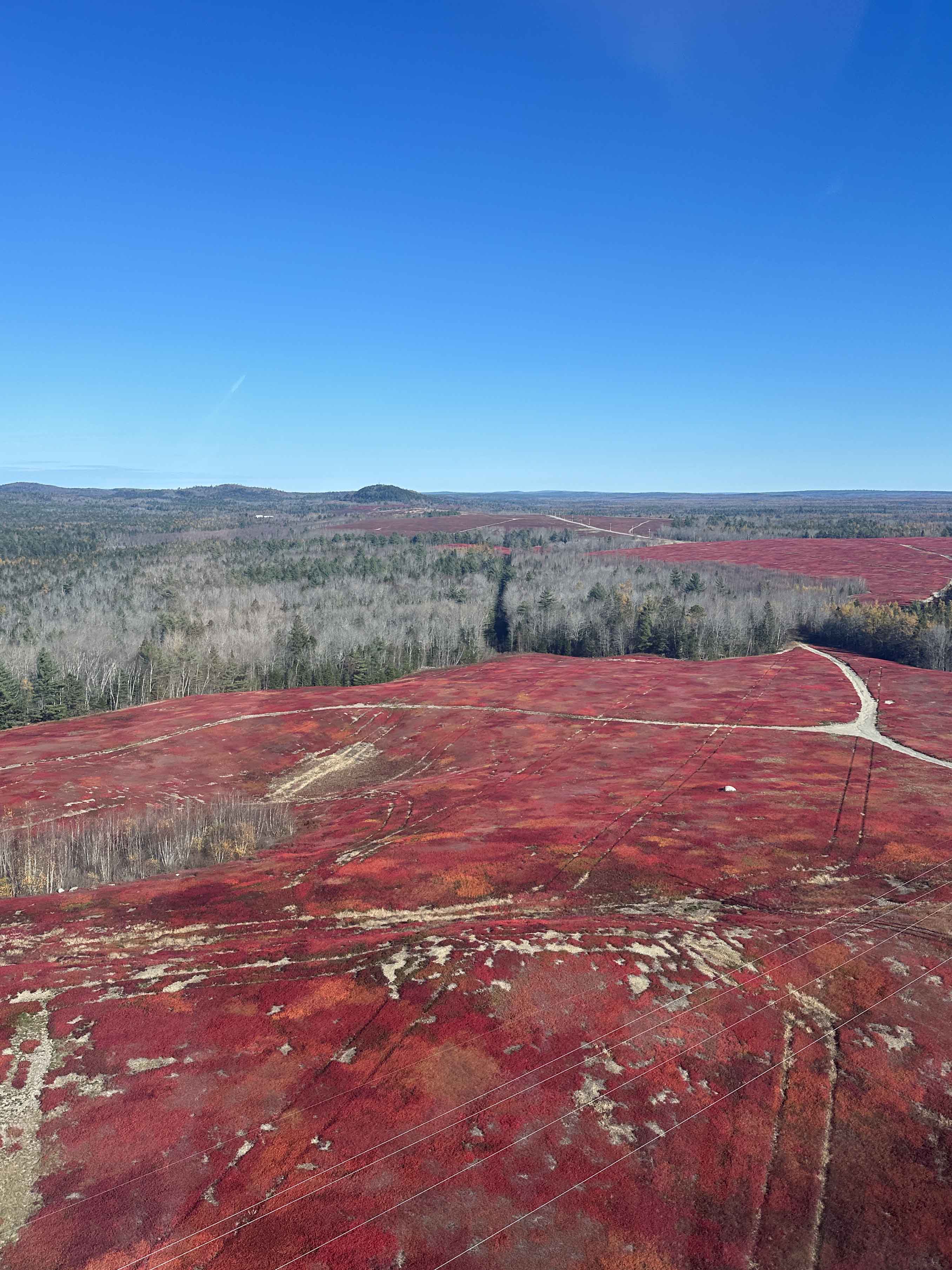 Aerial inspections - Blueberry field
