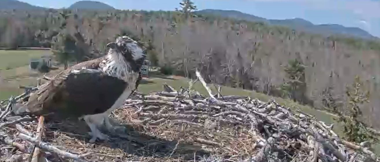 Osprey nesting for the 2026 season