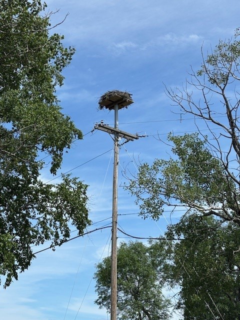 An osprey platform on a Versant Power pole.