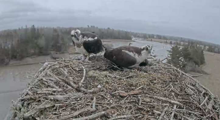 Ospreys at nesting platform