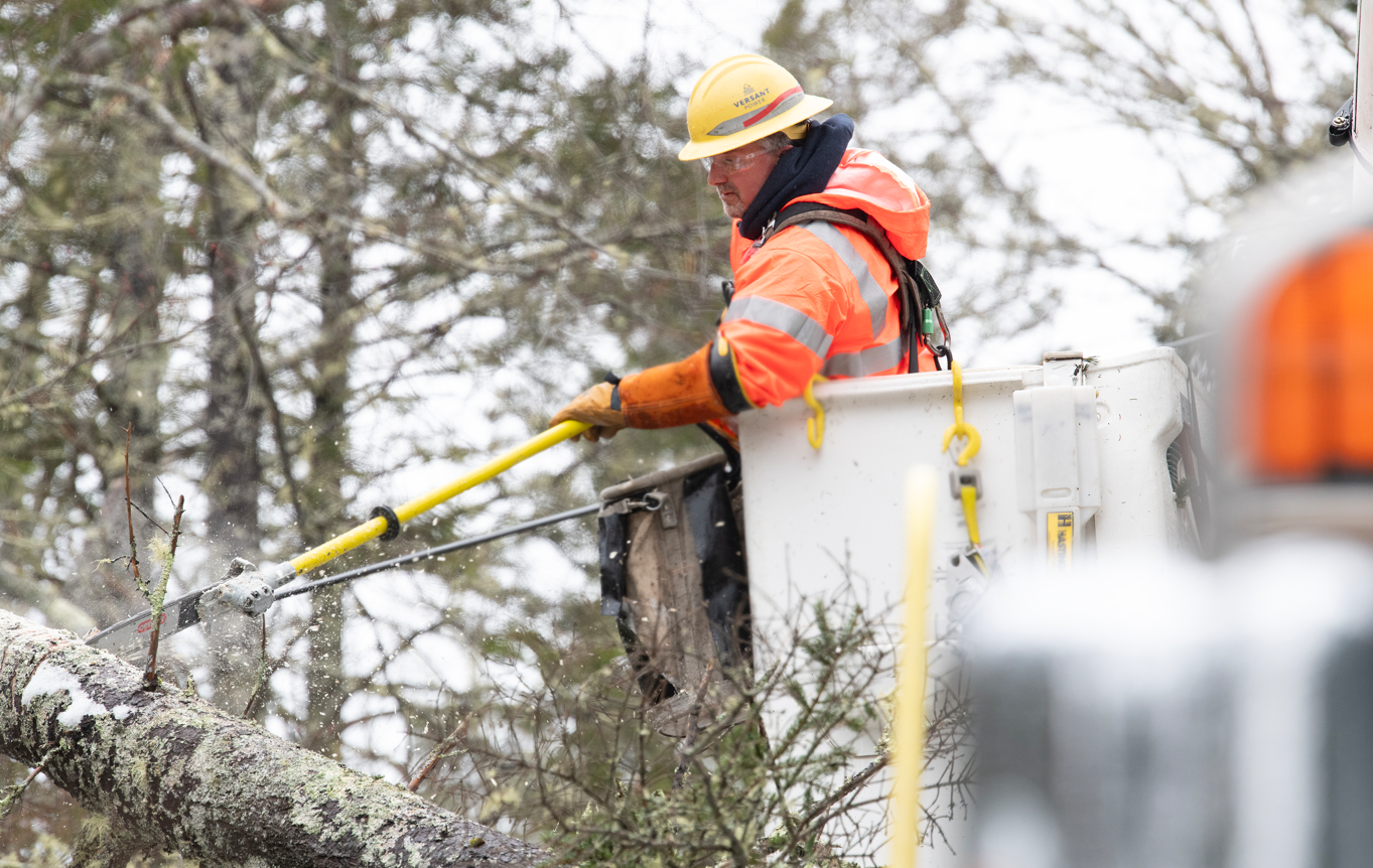 Vegetation Management photo